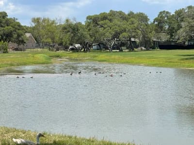 Ducks swimming on the fishing pond at New Season RV Resort, Aransas Pass TX